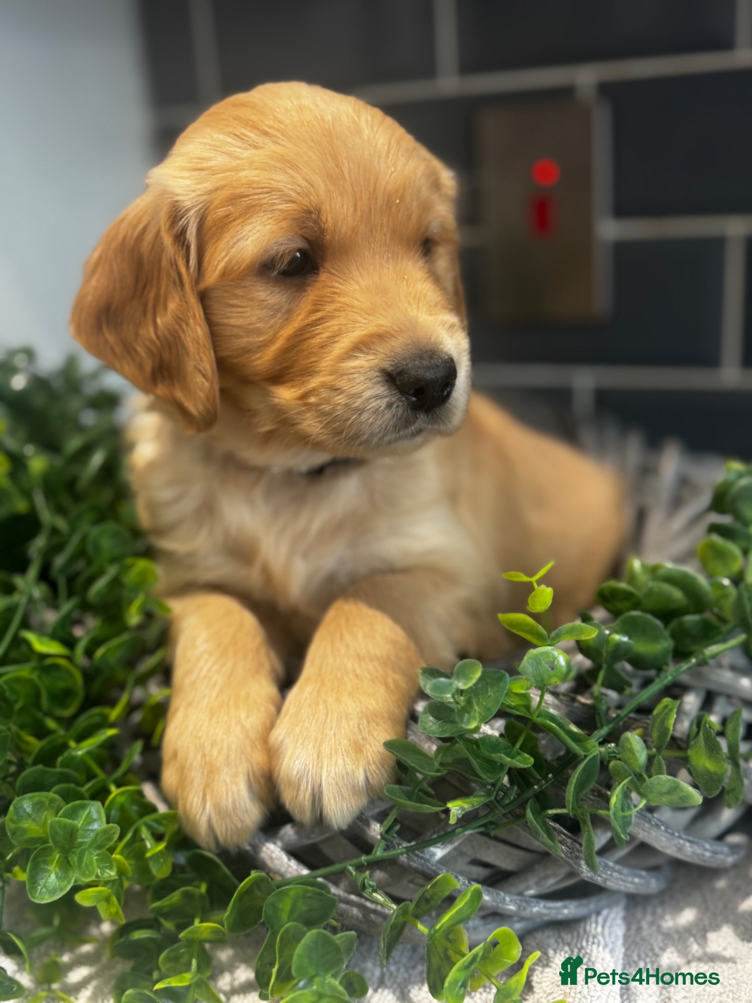 Golden Retriever dogs 8 exceptional Golden Retriever  - Advert 1