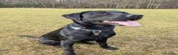 Labrador Retriever dogs for stud: Gorgeous Labrador retriever "PROVEN STUD" in Haddington - Advert 2