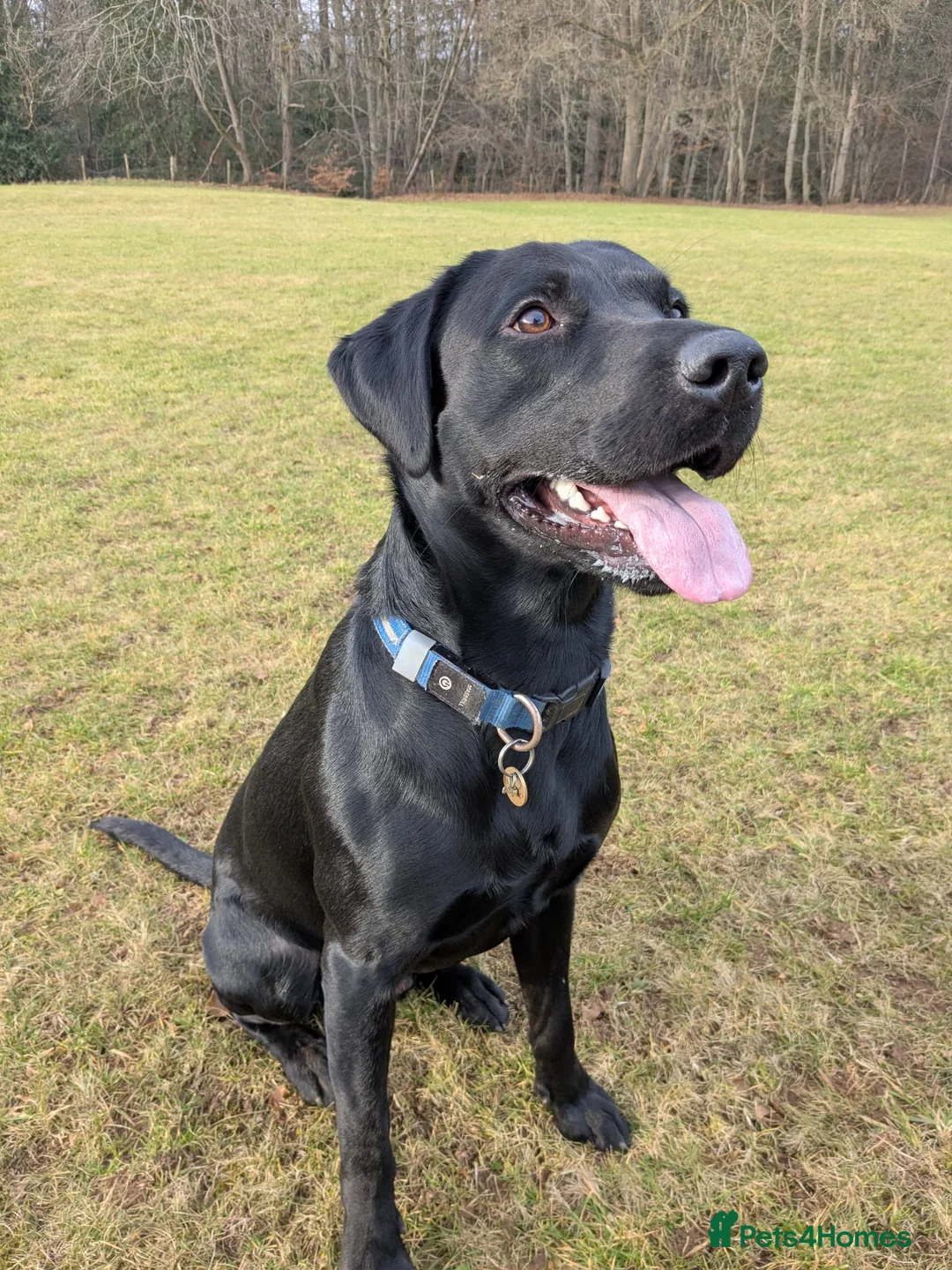 Labrador Retriever dogs for stud: Gorgeous Labrador retriever "PROVEN STUD" in Haddington - Advert 2