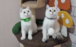 British Shorthair cats for sale: Pedigree British shorthair boy, Champion parents.  - Image 2