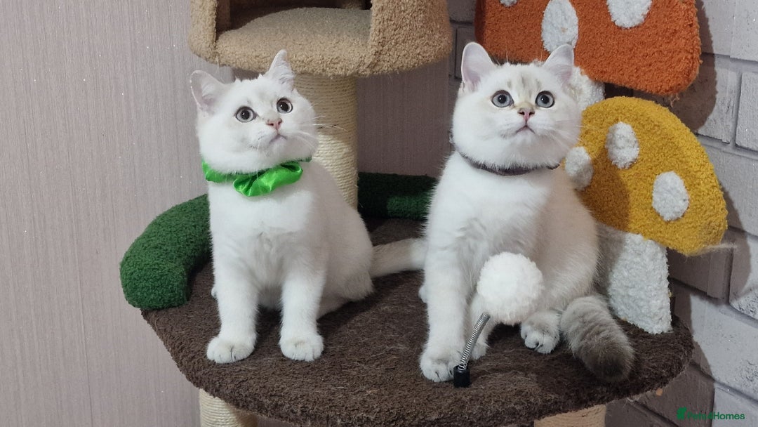 British Shorthair cats for sale: Pedigree British shorthair boy, Champion parents.  - Image 2