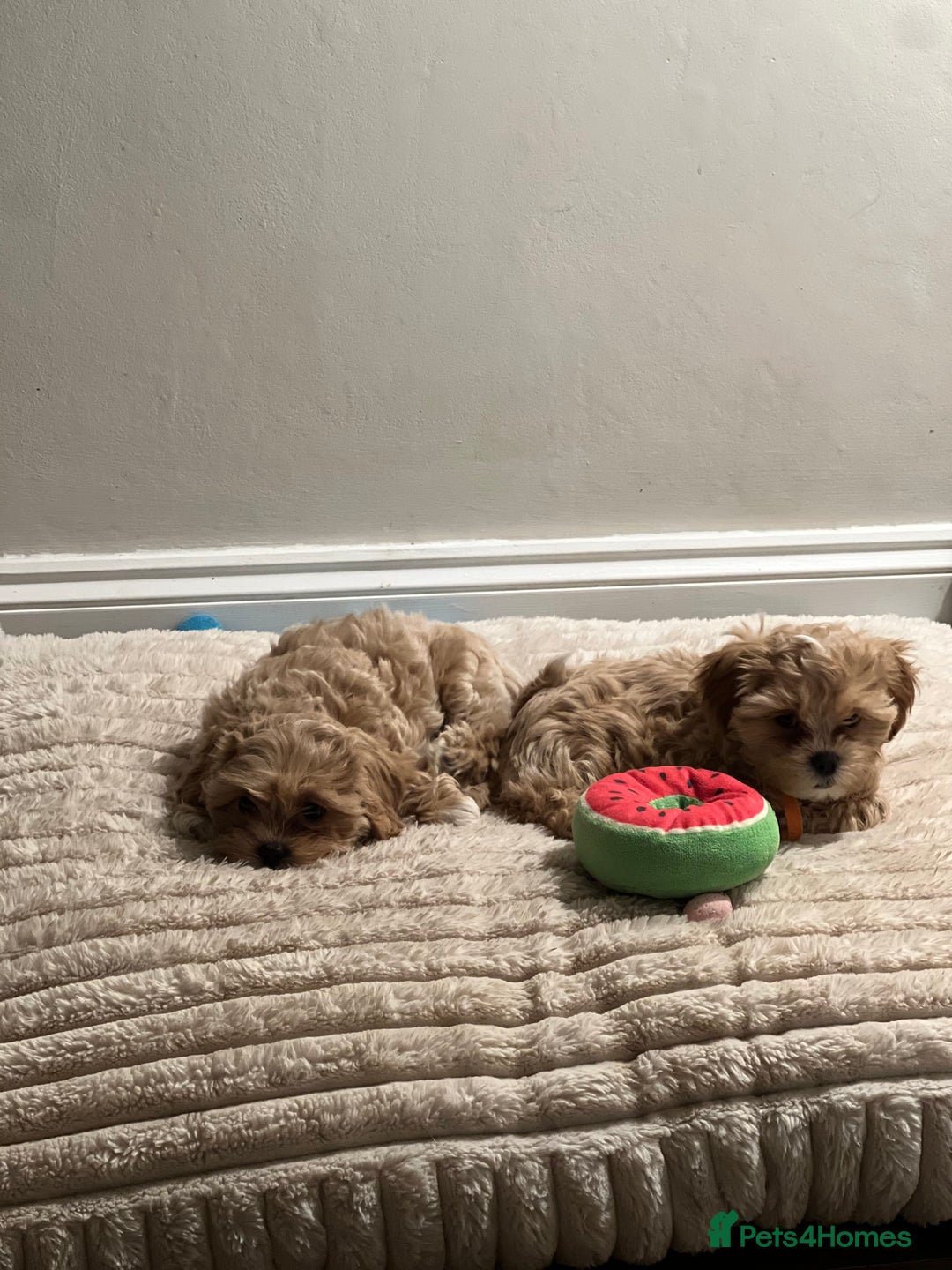 Shihpoo dogs for sale: Shihpoos girls available - Advert 7