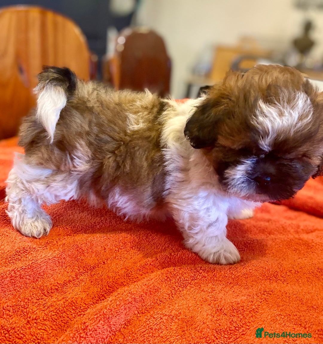 Shihpoo dogs for sale: ADORABLE SHIPOO PUPPIES - Advert 4
