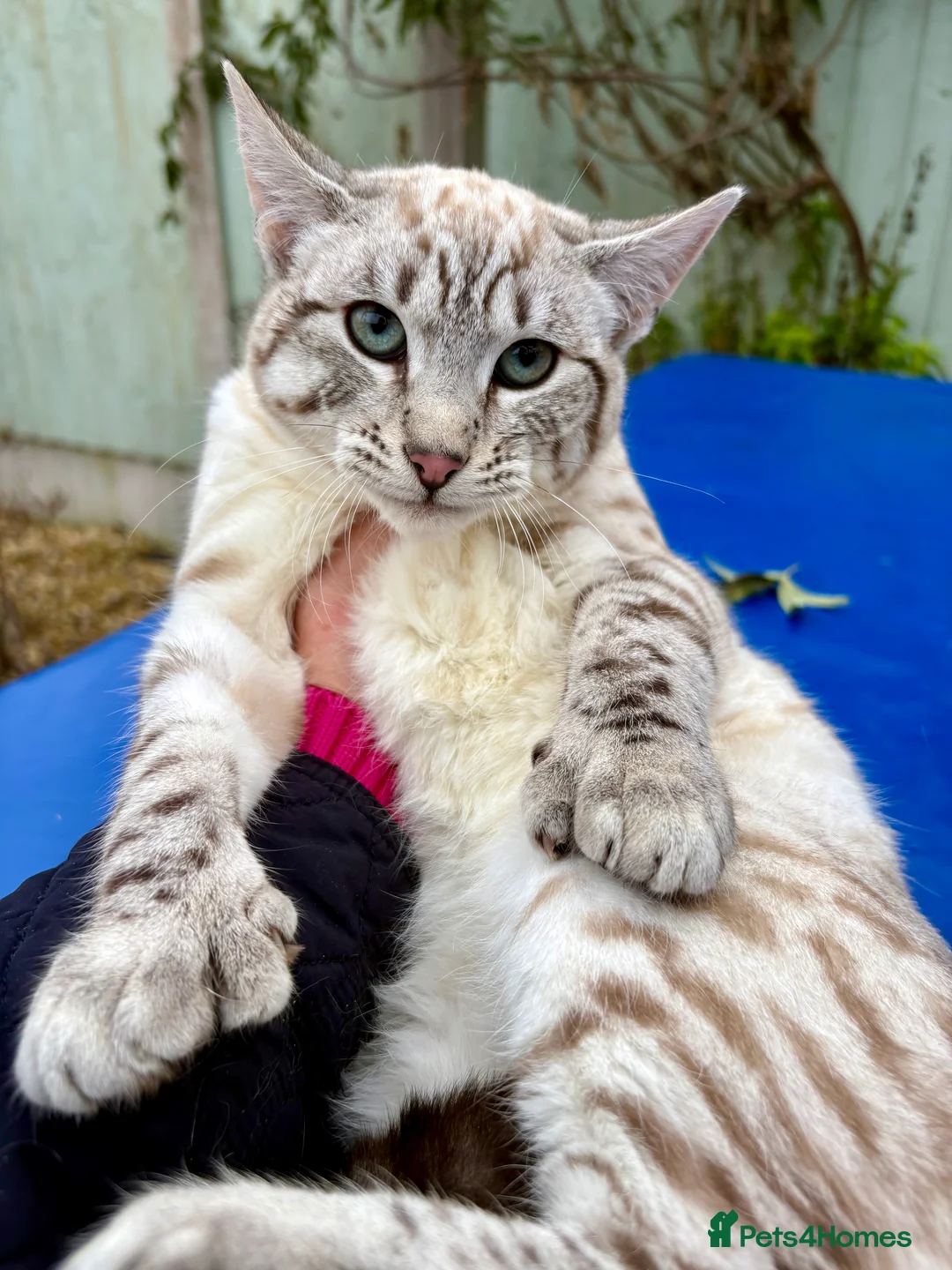 Savannah cats for sale: Breath taking wild looking girl  - Advert 3
