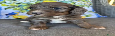 Cockapoo 4