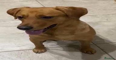 Labrador Retriever dogs - Advert 2