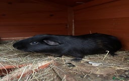 Guinea Pig rodents for sale: Two male guinea pigs  - Image 3