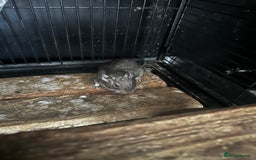 Degus rodents for sale: 2 boy Degus - Image 4