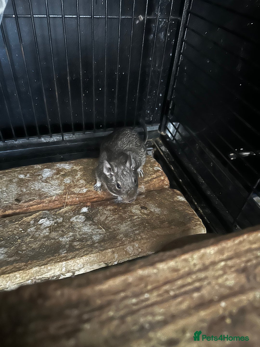 Degus rodents for sale: 2 boy Degus - Image 4