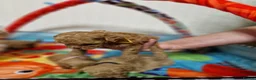 Maltipoo dogs for sale: F1  **  Maltipoo Puppies 🥰 in Dagenham - Advert 18
