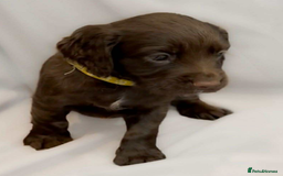 Cocker Spaniel dogs for sale: Cocker spaniel pups KC REG & COUNCIL LICENSED  - Image 9