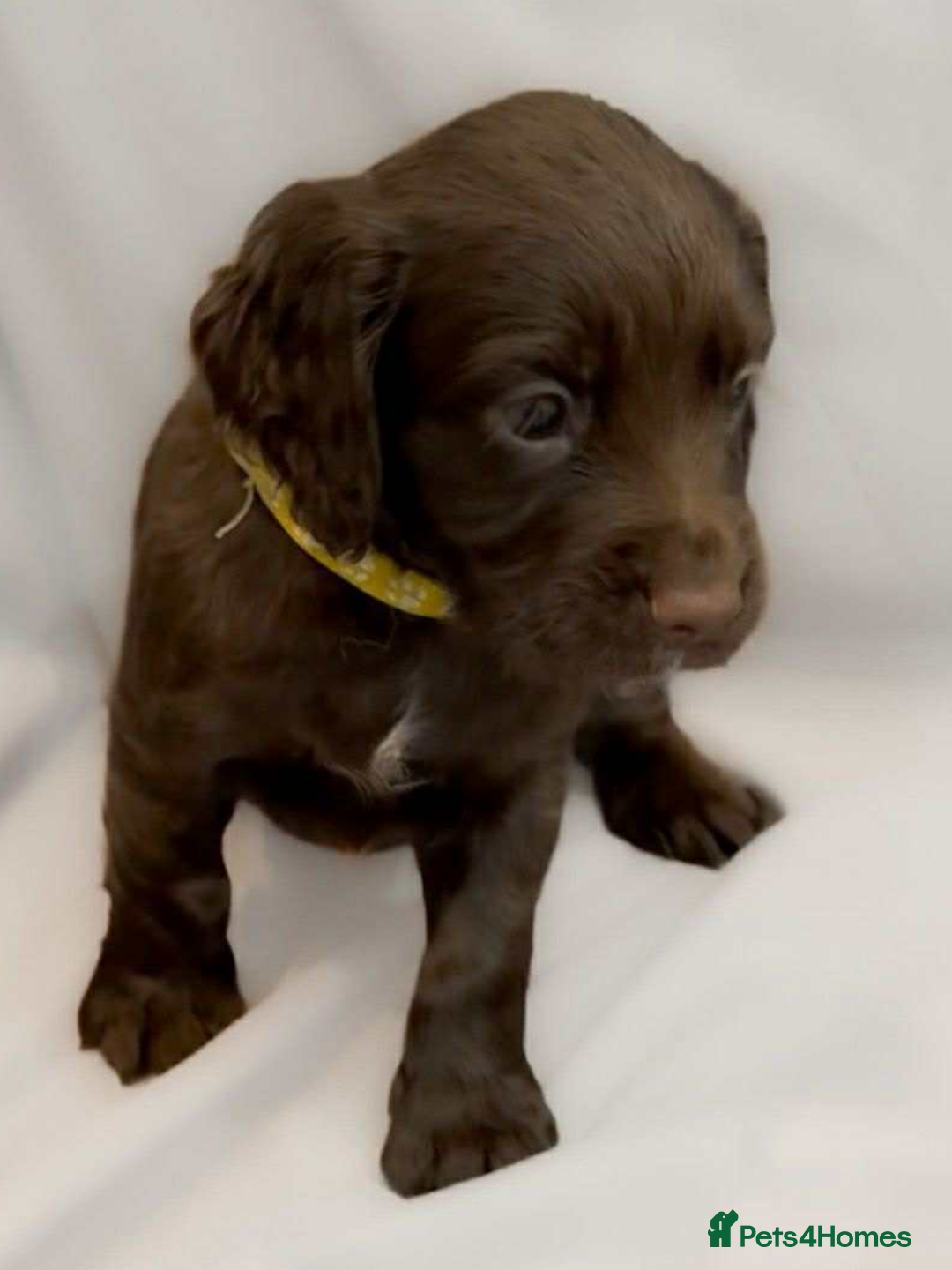 Cocker Spaniel dogs for sale: Cocker spaniel pups KC REG & COUNCIL LICENSED  - Image 9