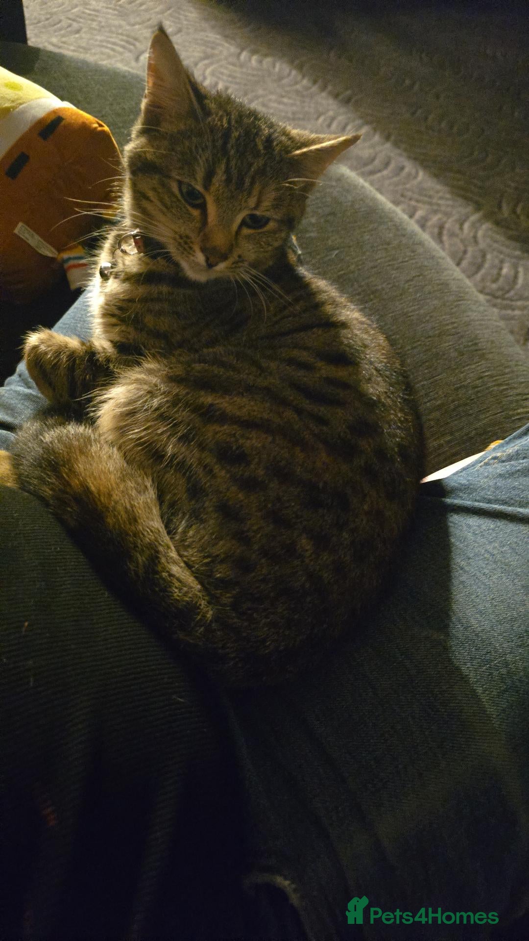 Mixed Breed cats 1 year old female cat - Advert 18
