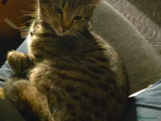 Mixed Breed cats 1 year old female cat - Advert 2