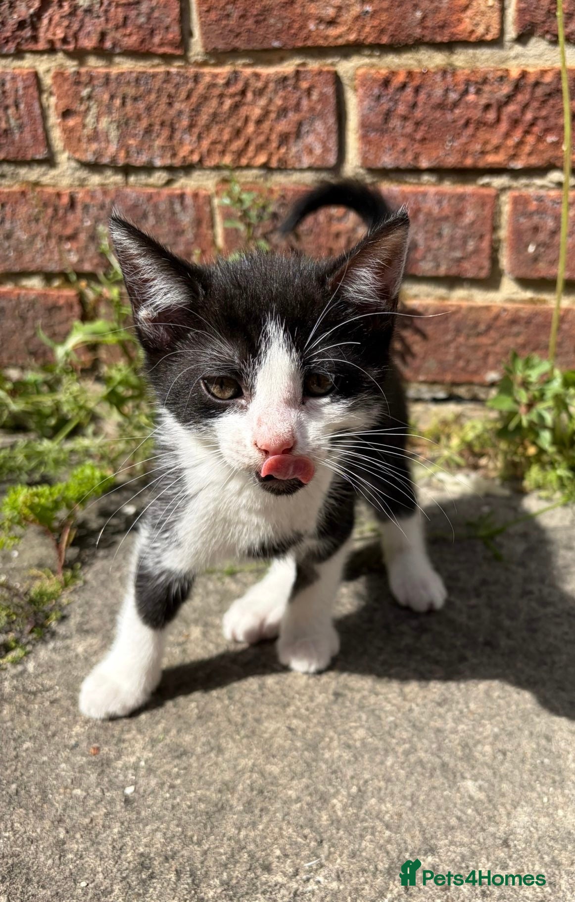 Mixed Breed cats for sale: £100 ONE LEFT - BLACK AND WHITE  - ready to go ! - Advert 2