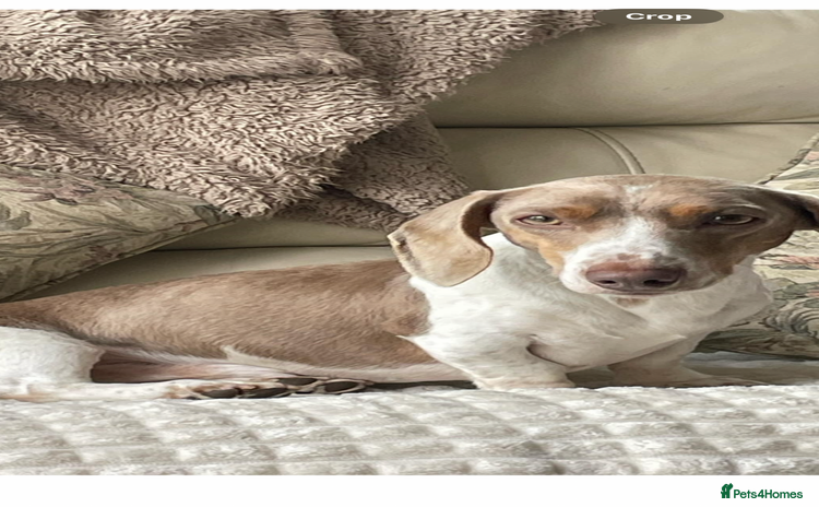 Dachshund dogs - Advert 12