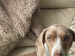 Dachshund dogs - Advert 14