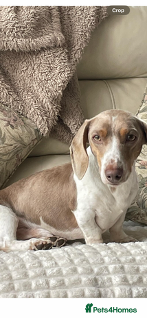 Dachshund dogs - Advert 12