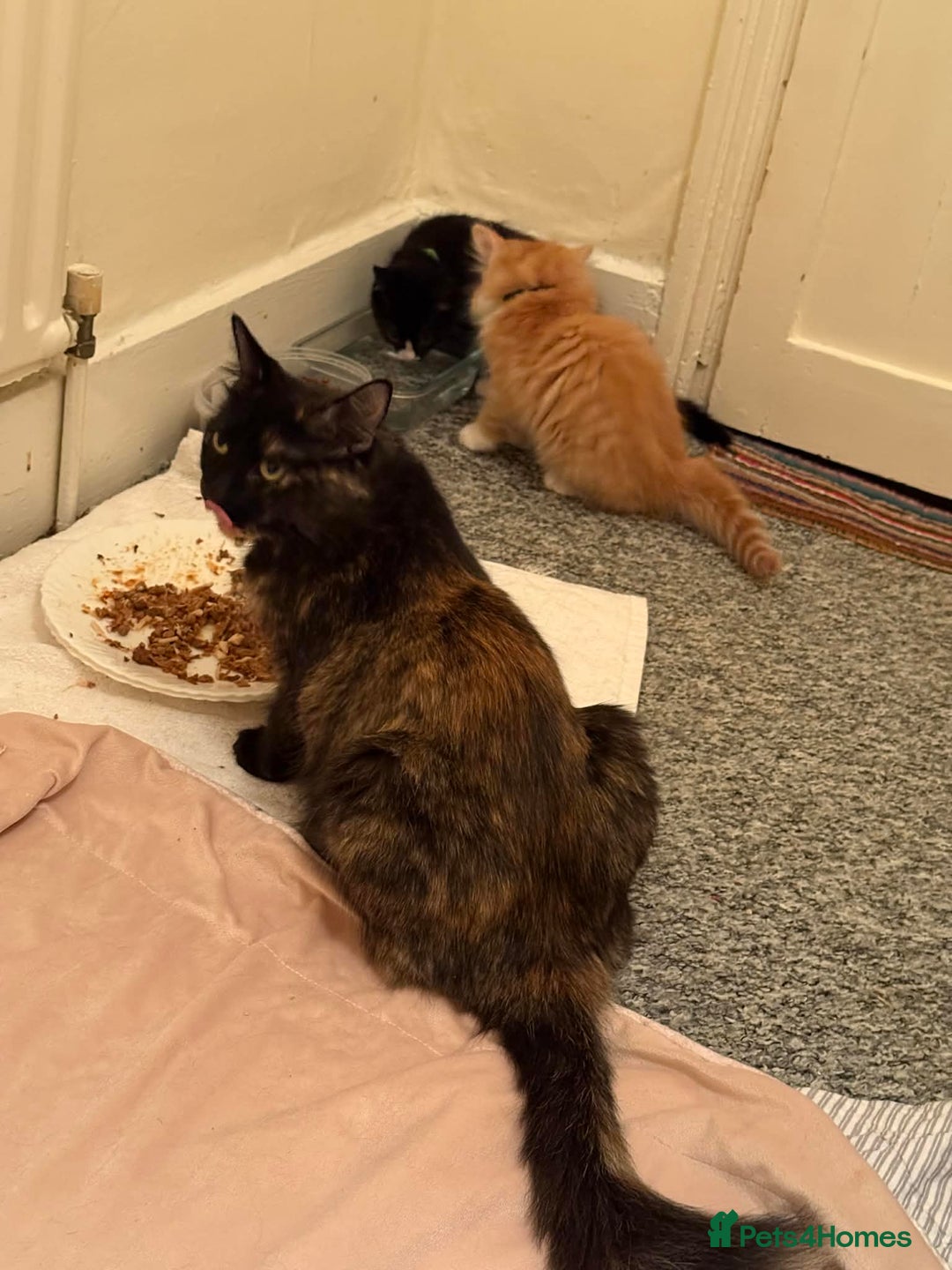 Persian cats for sale: Very fluffy kittens  - Advert 15