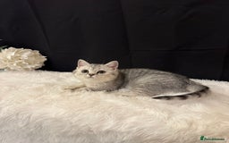 British Shorthair cats for sale: Silver Spotted Full Pedigree Registered BSH - Image 24