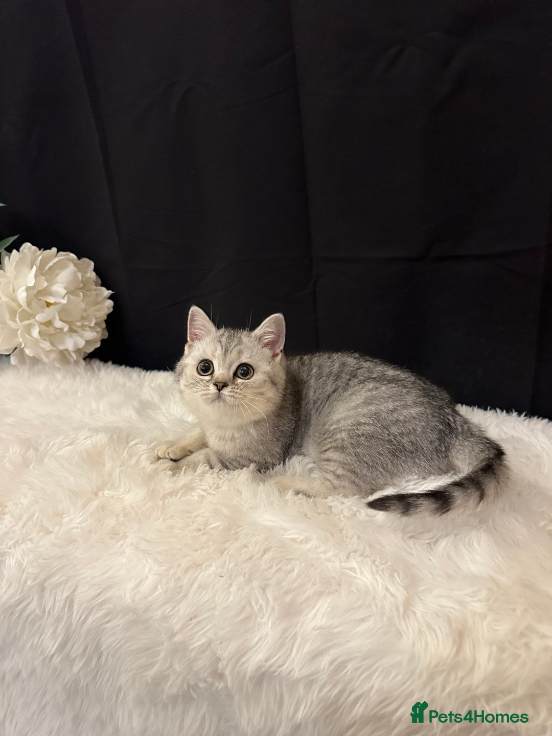 British Shorthair cats for sale: Silver Spotted Full Pedigree Registered BSH - Image 24