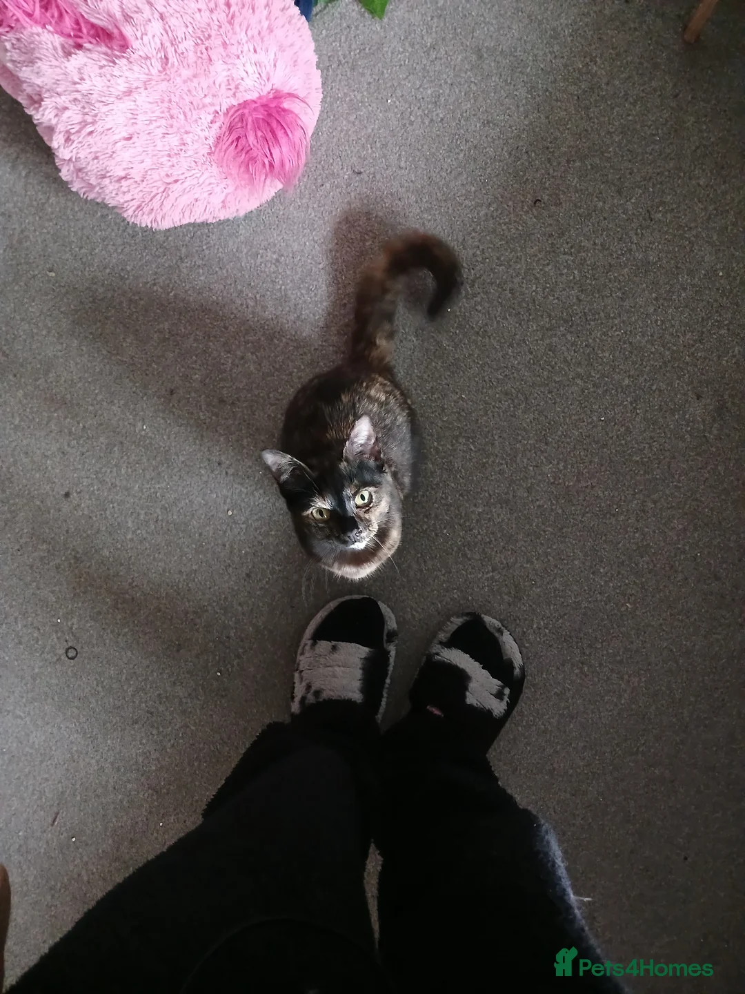 Mixed Breed cats for sale: Cairo♡ in London - Advert 1