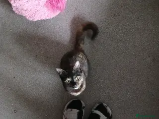 Mixed Breed cats Cairo♡ - Advert 9