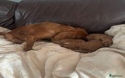 Cavapoo dogs for sale: Cavapoos puppies boys  - Image 2