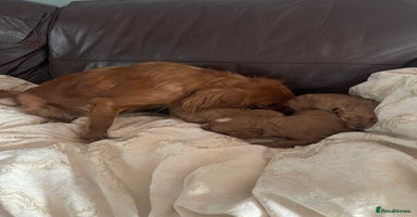 Cavapoo dogs - Advert 1