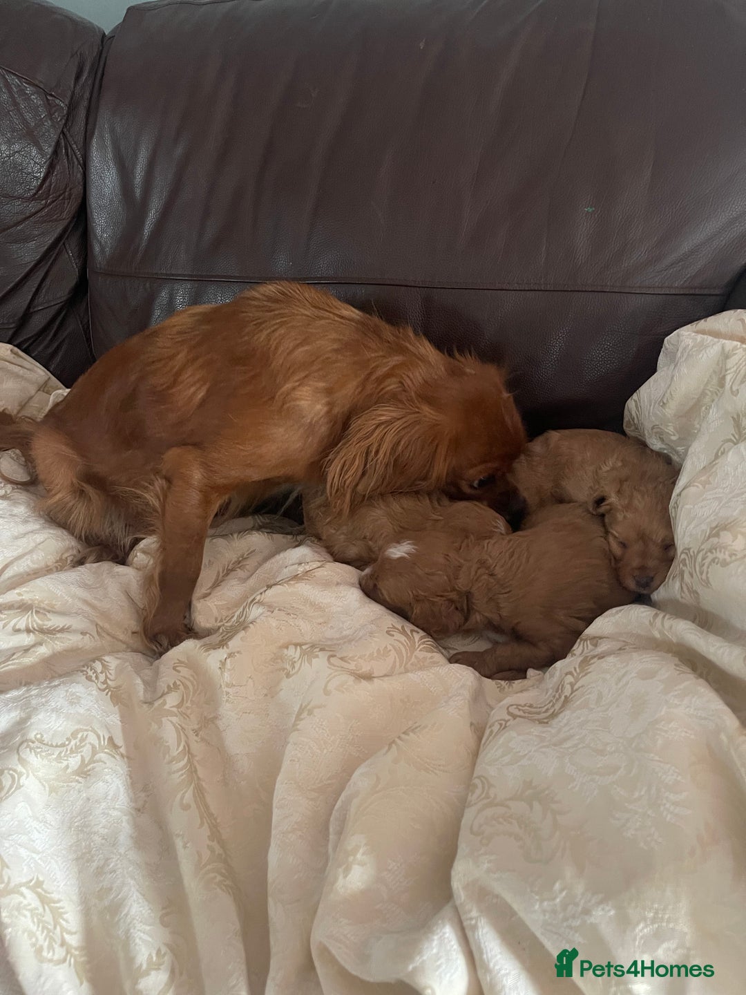 Cavapoo dogs for sale: Cavapoos puppies boys  - Image 2