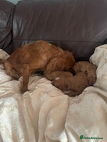 Cavapoo dogs - Advert 15