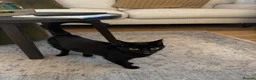 Mixed Breed cats for sale: KITTENS FREE TO A LOVING HOME  in Gerrards Cross - Advert 1