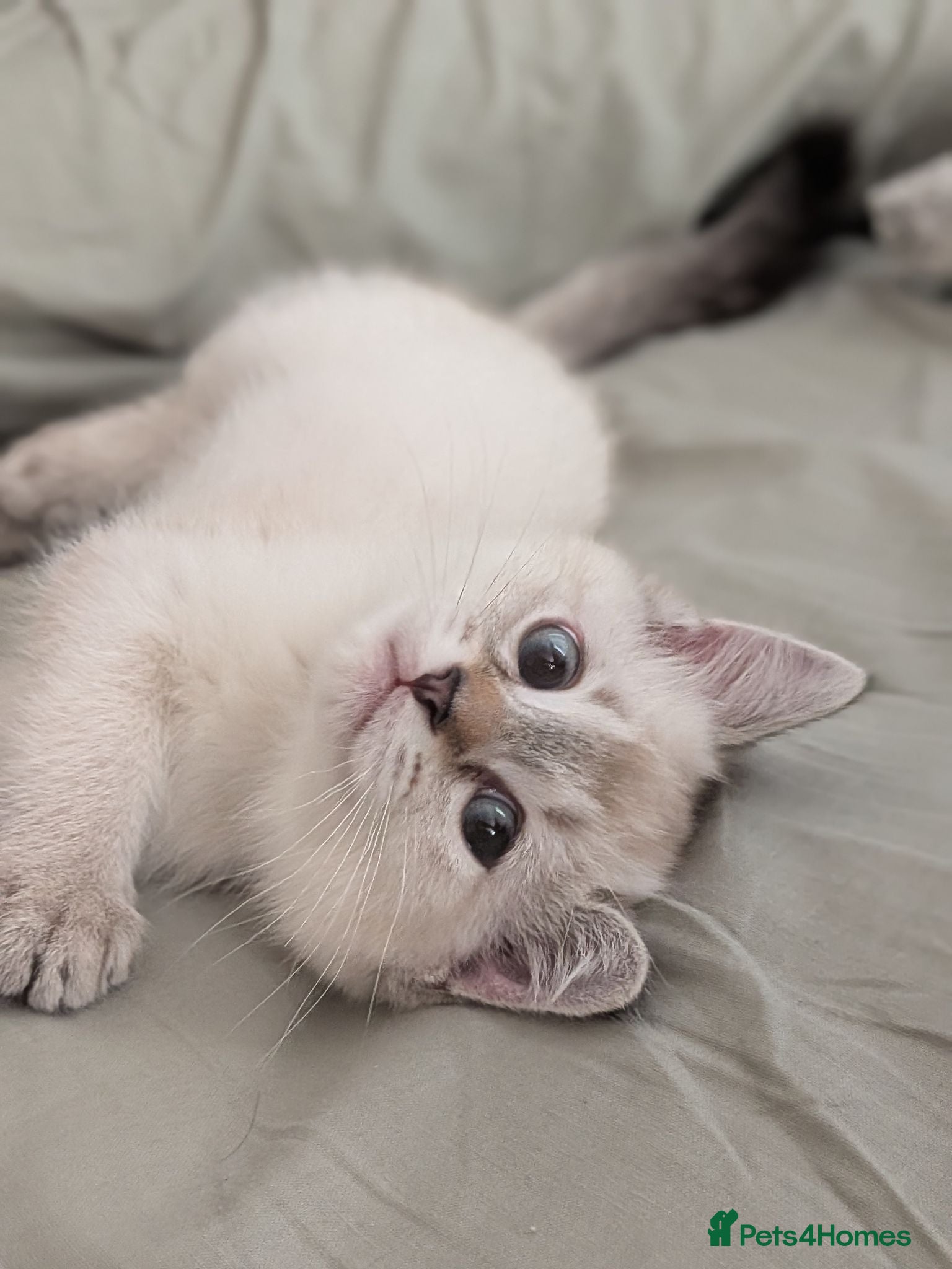 Mixed Breed cats Ragdoll x Scottish Fold kittens 2 available  - Advert 2