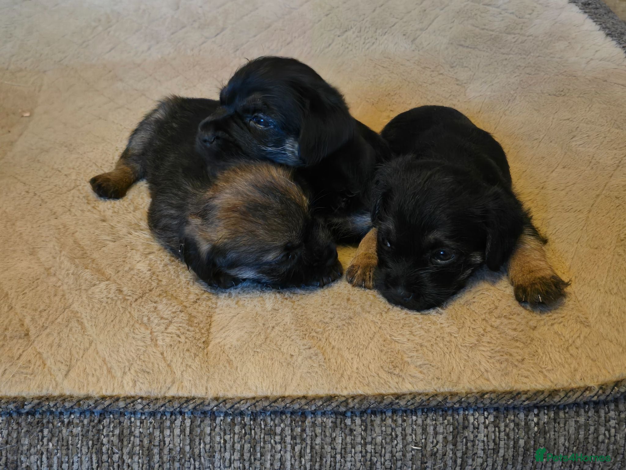 Border Terrier dogs Border Terrier puppies - Advert 1