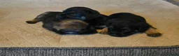Border Terrier dogs for sale: Border Terrier puppies - Advert 1