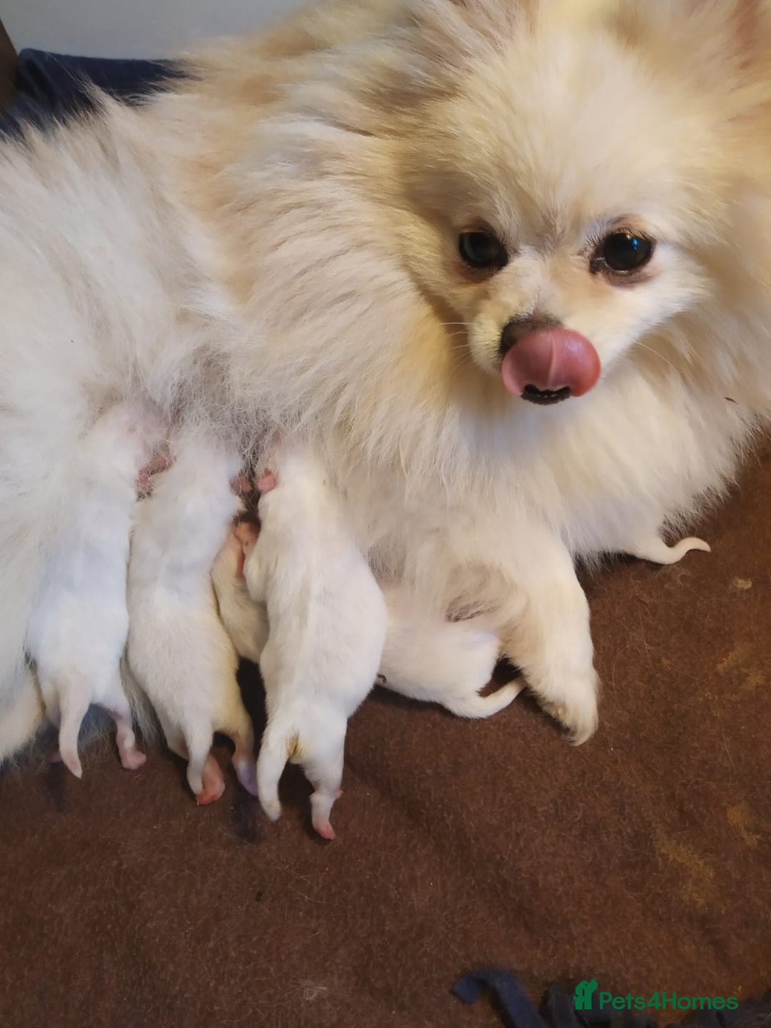 Pomeranian dogs for sale: Stunning oryginal pomeranian puppies   - Advert 7