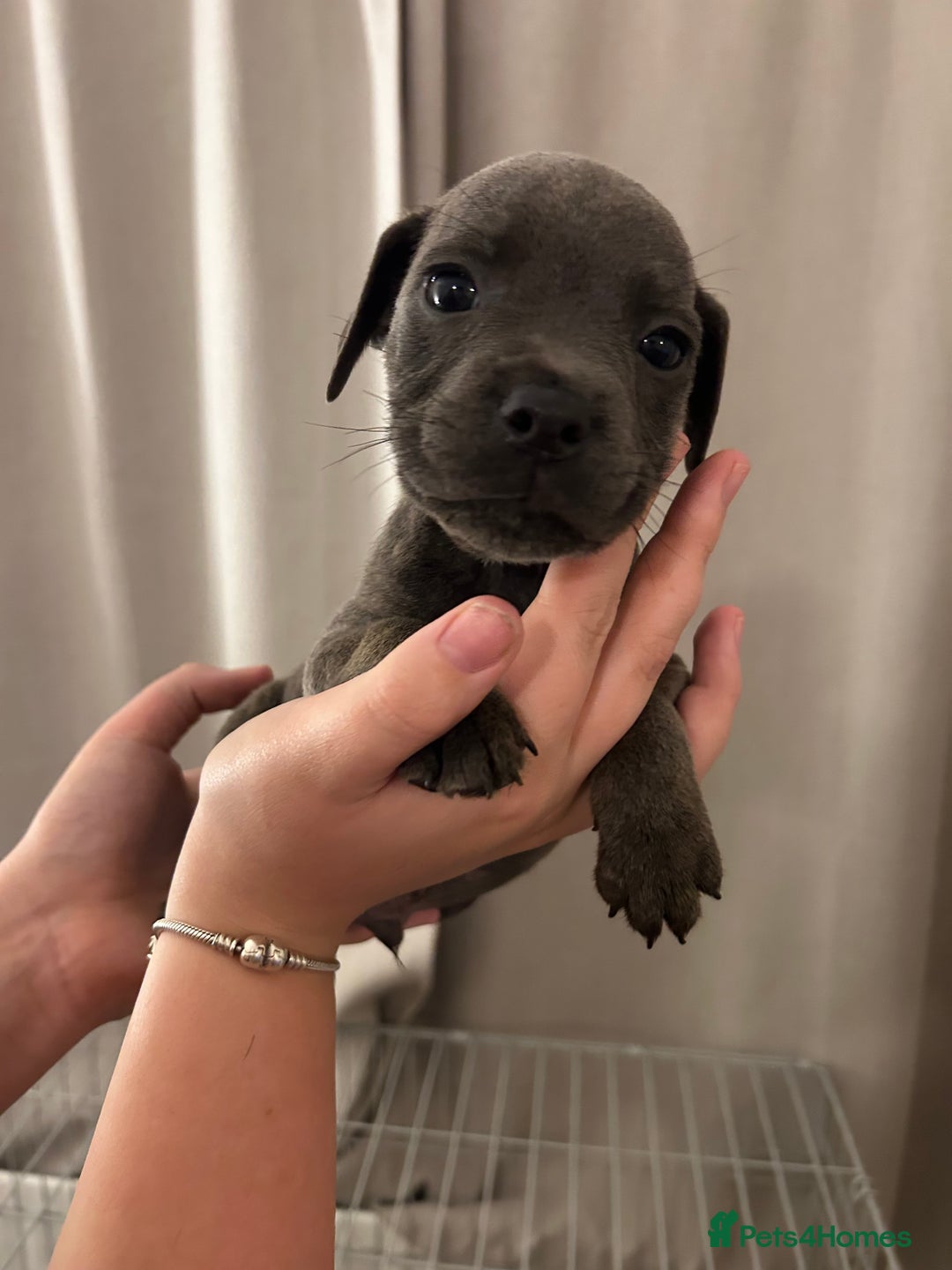 Staffordshire Bull Terrier dogs for sale: Stunning pure blue staffies - Image 14