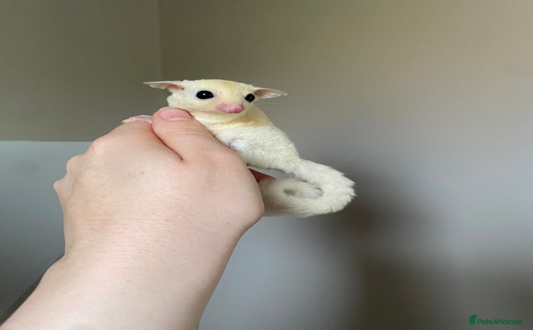 Sugar Glider rodents - Advert 3