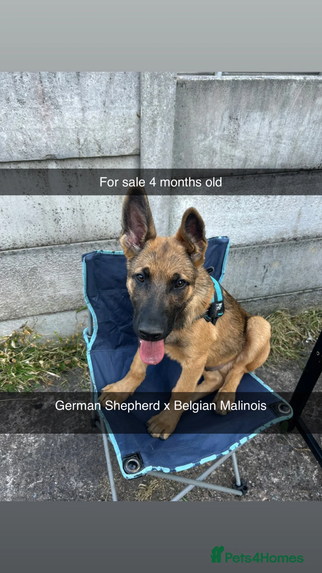 Mixed Breed dogs for sale: German shepherd working needs a home to stay in in Manchester - Advert 5