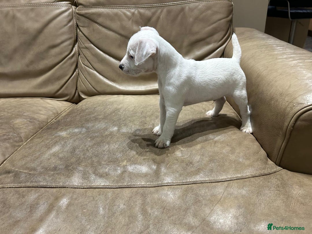 Jack Russell dogs for sale: Jack Russell Parson Type Dig Puppies for Sale - Advert 8