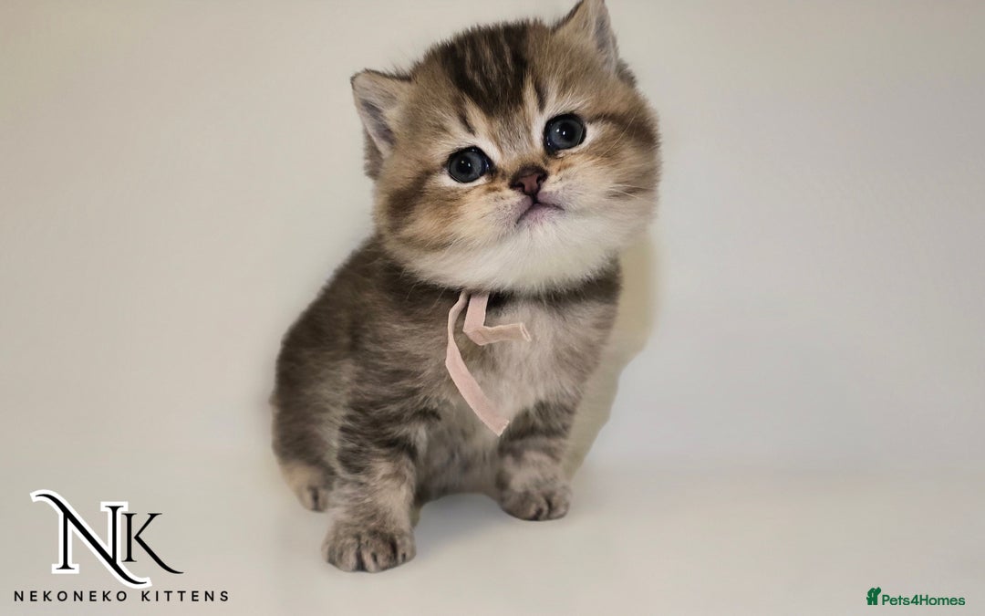 British Shorthair cats for sale: GCCF REGISTERED BSH TEDDY'S 🐻 🧸  - Advert 18