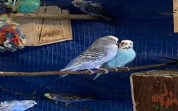 Budgerigars birds for sale: 3 pairs of budgies, searching for new homes  - Image 11