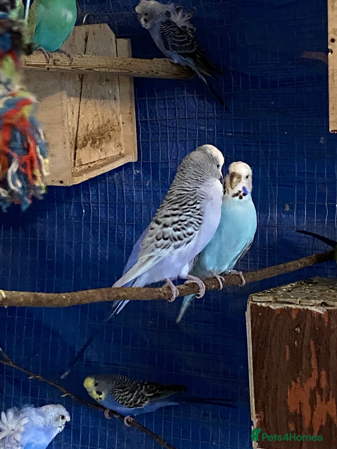 Budgerigars birds for sale: 3 pairs of budgies, searching for new homes  - Image 11