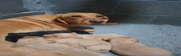 Labrador Retriever dogs for sale: Labrador puppies - Advert 5