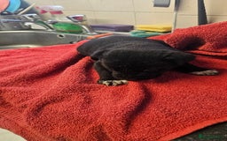 Mixed Breed dogs for sale: Huge American akita x cane corso pups - Advert 11