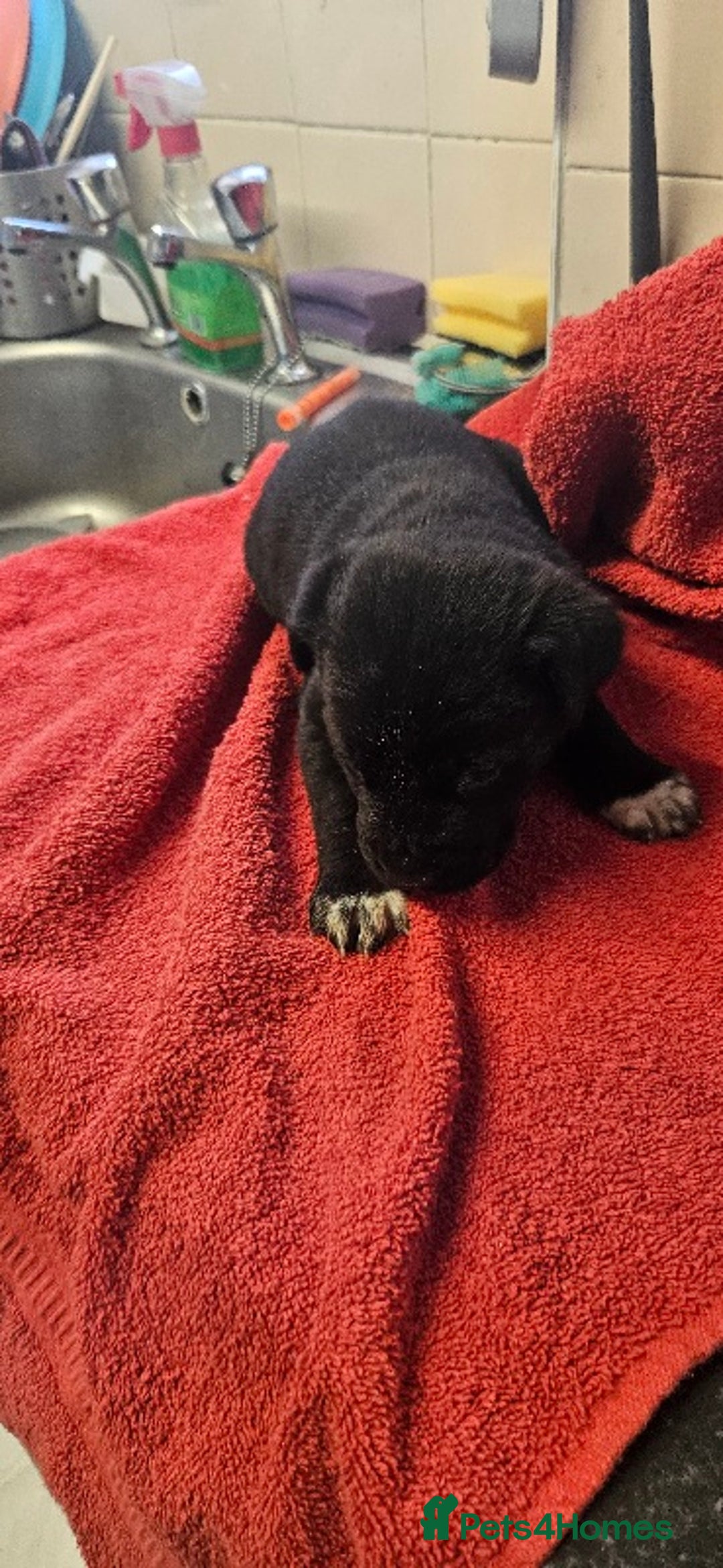 Mixed Breed dogs for sale: Huge American akita x cane corso pups - Advert 11