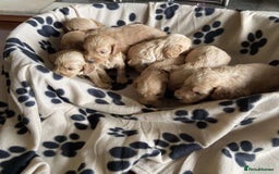 Cockapoo dogs for sale: Cockapoo puppies  - Image 4