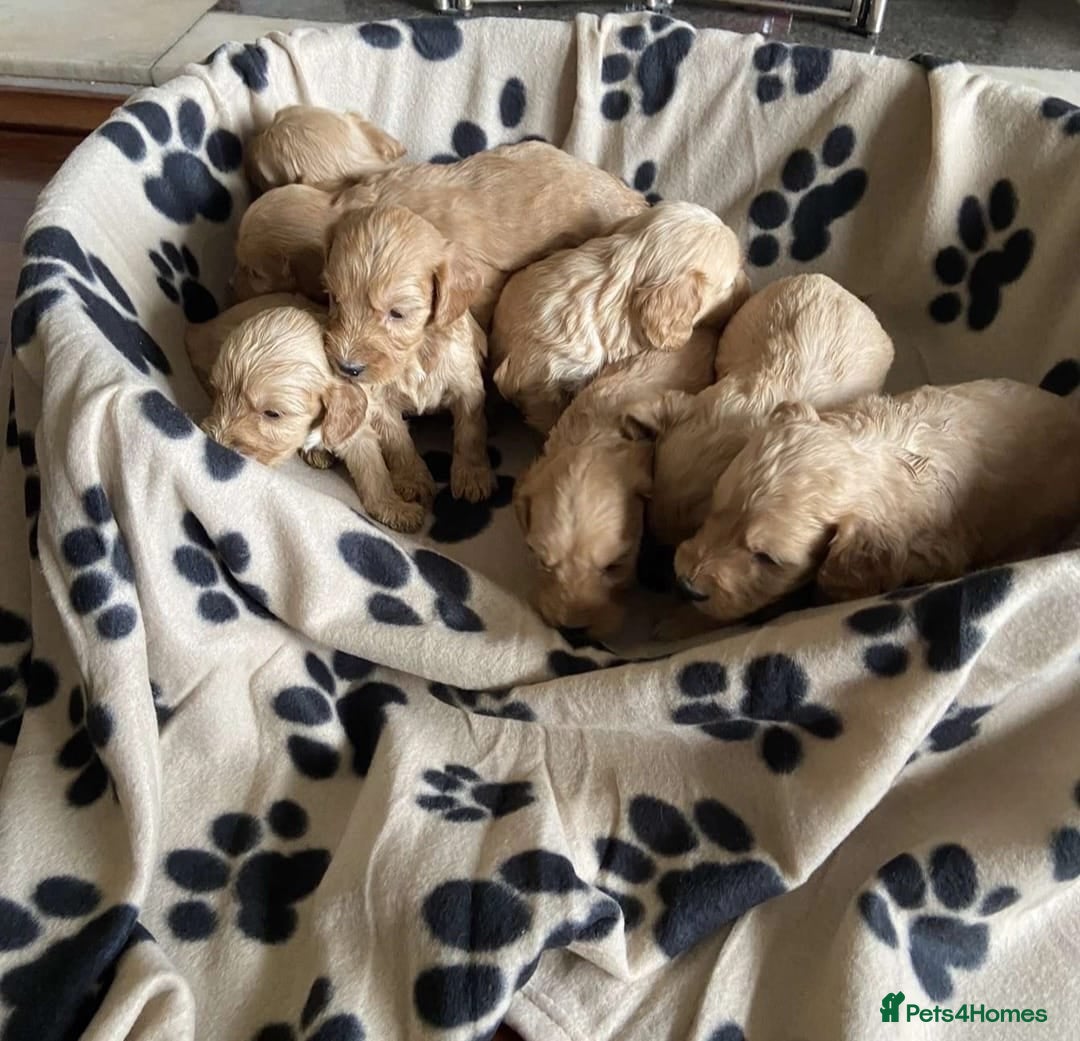 Cockapoo dogs for sale: Cockapoo puppies  - Image 4