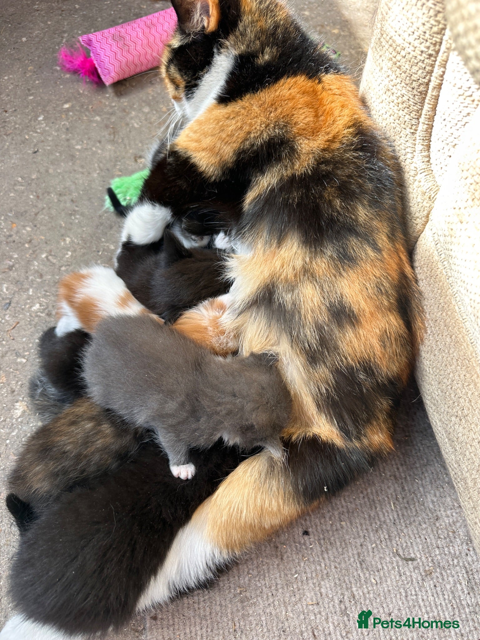 Mixed Breed cats Fluffy and cute a mixed bunch of paws  - Advert 1