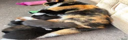 Mixed Breed cats for sale: Fluffy and cute a mixed bunch of paws  - Advert 1
